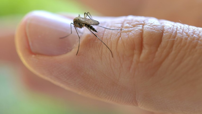 A szúnyogpopuláció bővülése